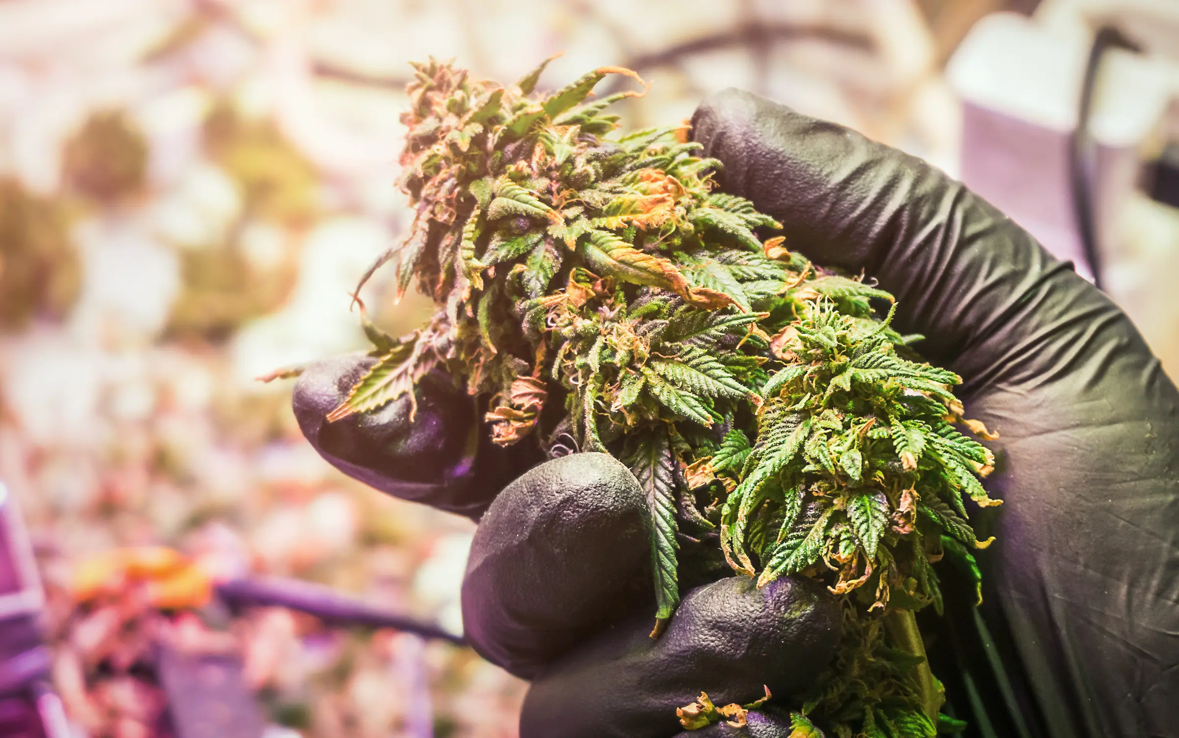 A gloved hand holding a freshly harvested cannabis bud