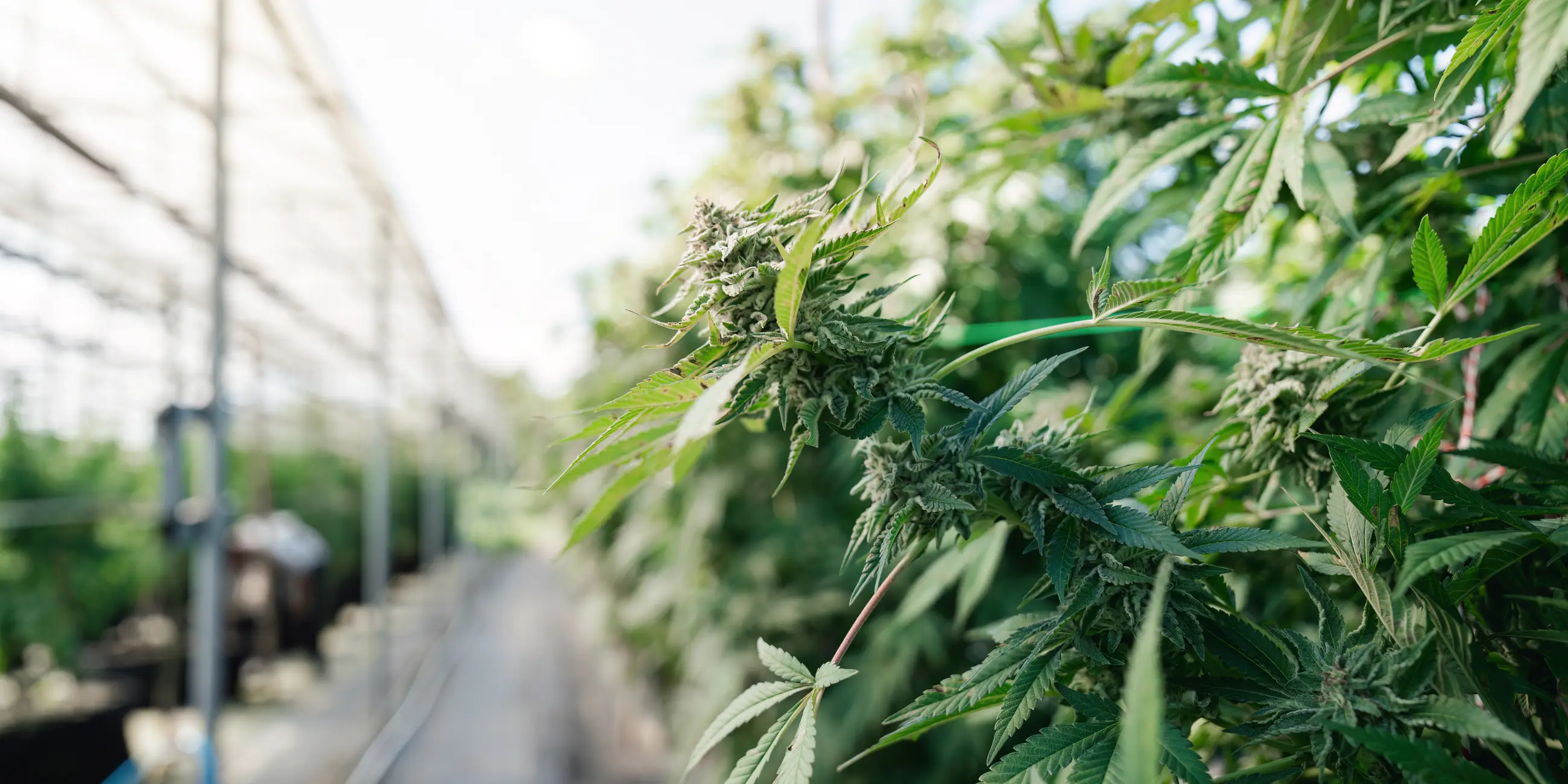 A sunlit greenhouse row of flowering cannabis plants