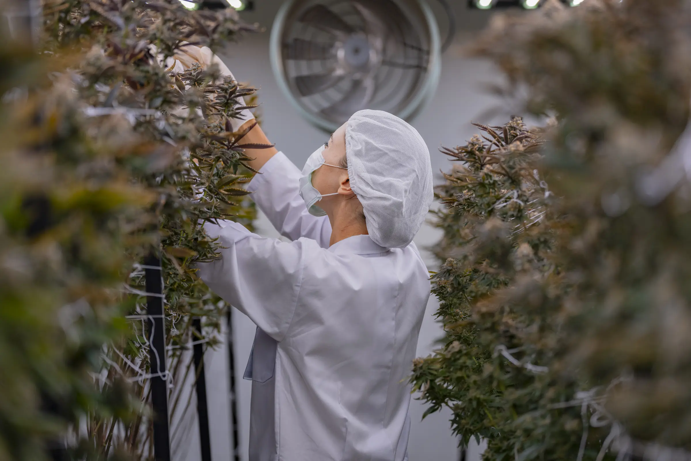 A Countryside grower in protective gear inspecting cannabis plants at the St. Thomas facility