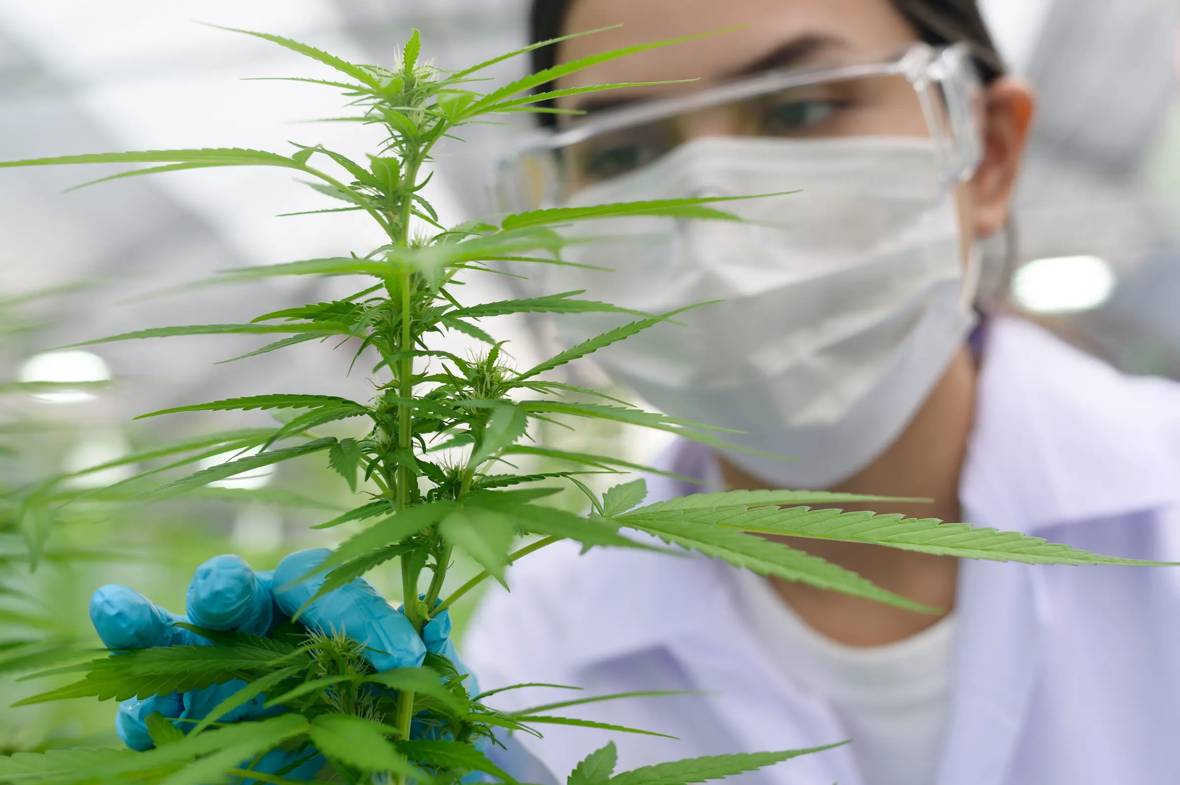 A Countryside technician examining a cannabis plant at the St. Thomas facility