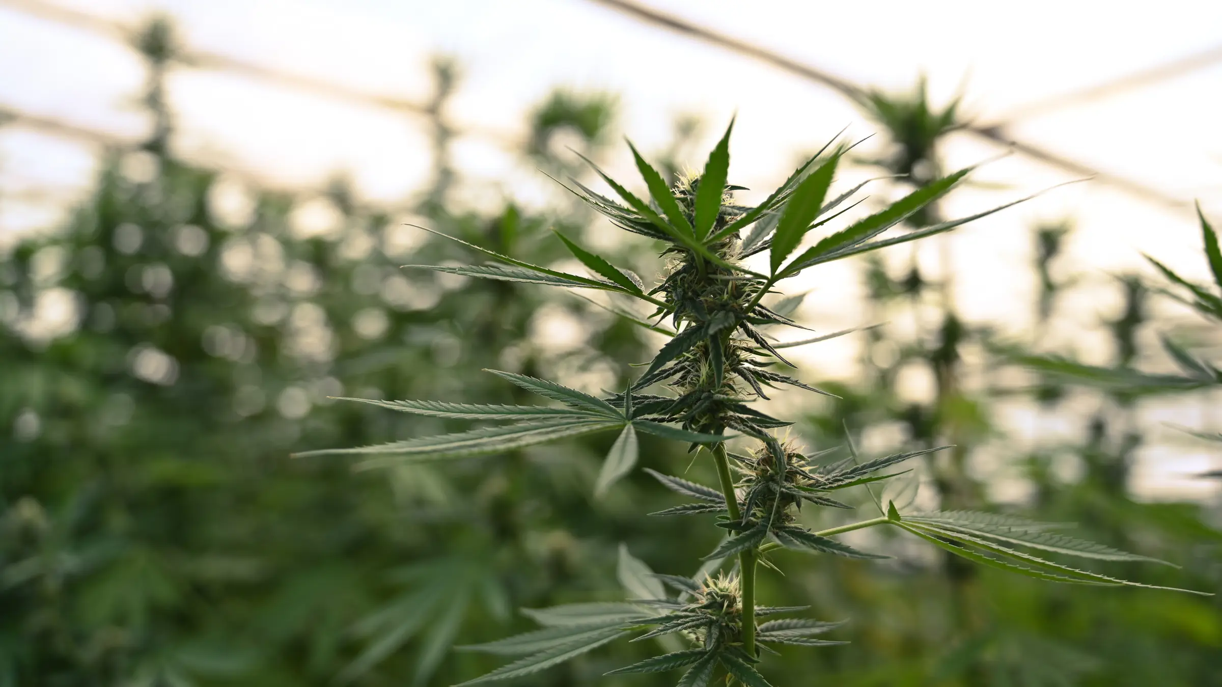 A backlit cannabis plant flourishing in a bright greenhouse