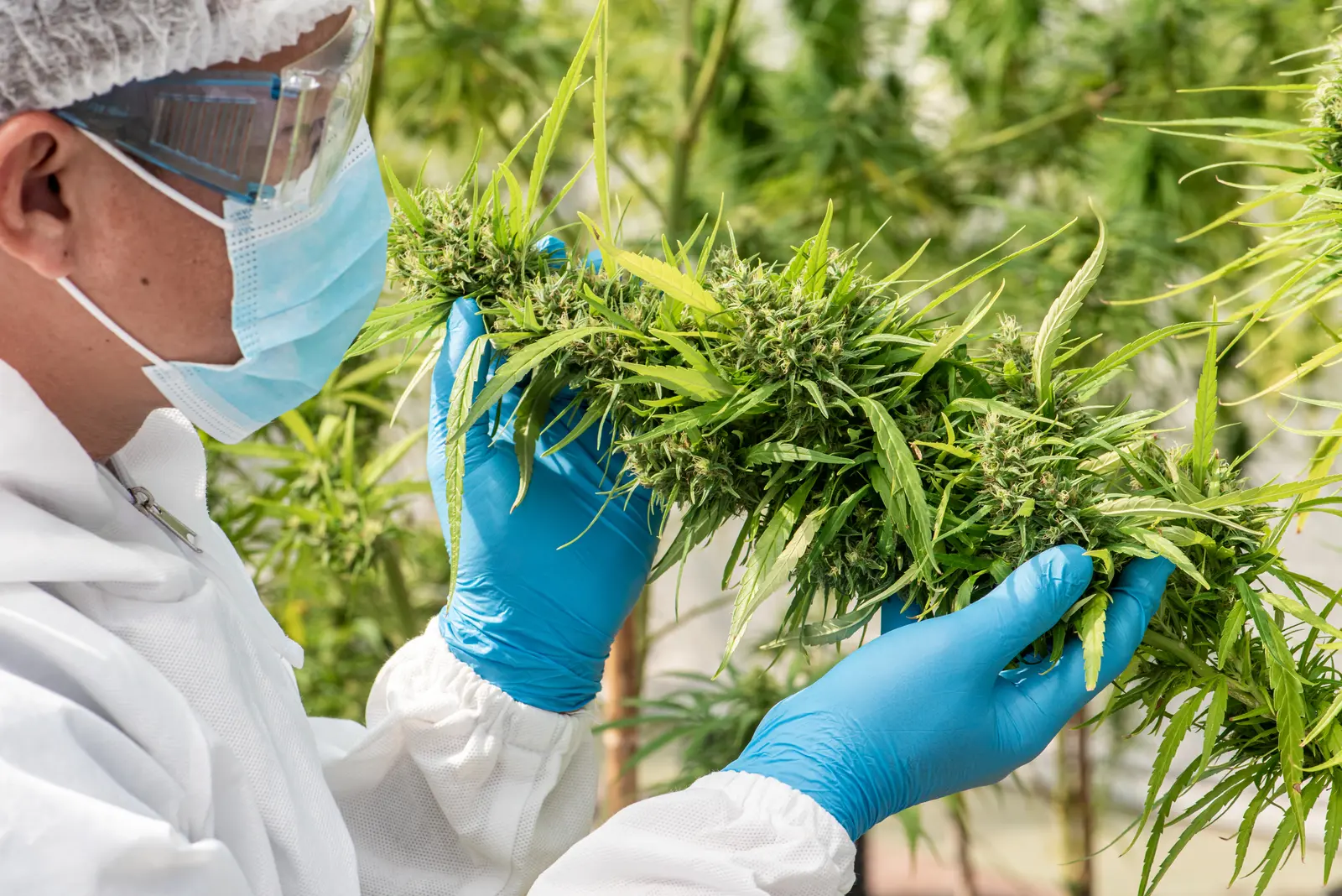 A technician in gloves inspecting freshly harvested cannabis flower
