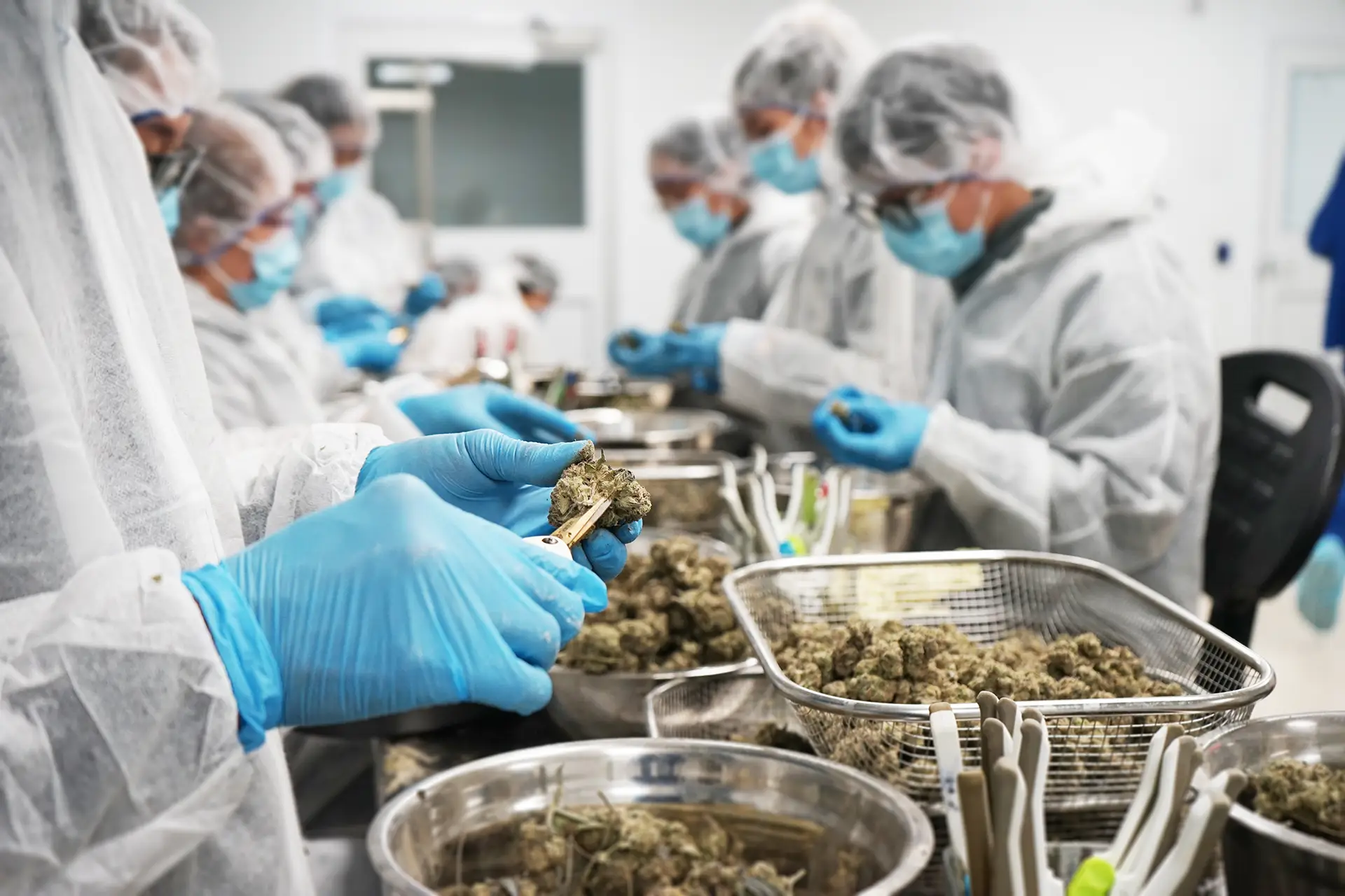 Countryside Cannabis trim team sorting flower at the St. Thomas facility